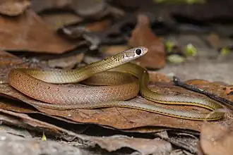 Description de l'image Gongylosoma scriptum, Common ringneck (50893359647).jpg.