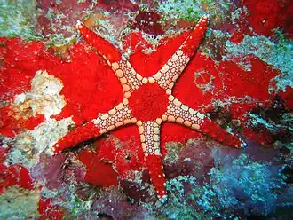 Fromia monilis.