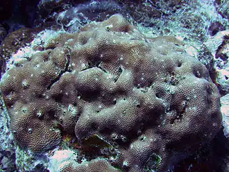Goniastrea edwardsi
