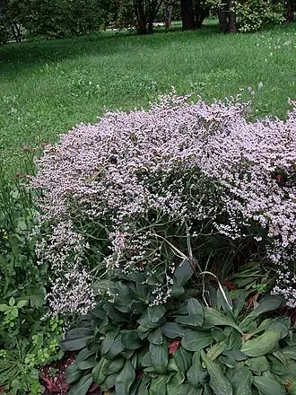 Description de l'image Goniolimon tataricum.jpg.