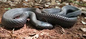 Description de l'image Gonionotophis nyassae.jpg.