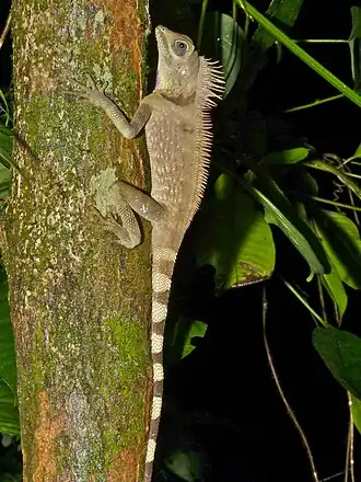 Gonocephalus bellii