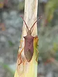 Gonocerus insidiator
