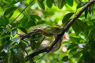 Serpent ratier vert à queue rouge dans les arbres.