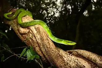 Vue complète (parc national de Kaeng Krachan, Thaïlande).