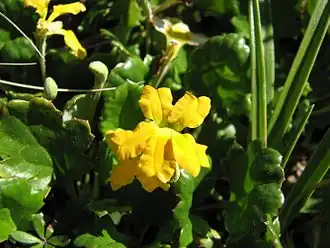 Description de l'image Goodenia hederacea subsp. alpestris.jpg.