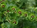 Les glandes à nectar de Euphorbia x, un hybride entre E. amygdaloides, dont il tient la forme (glandes normalement verte jaunâtre), et E. characias (dont les glandes sont normalement noires)