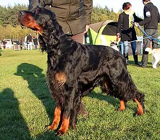Setter Gordon.