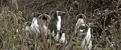 Gorfous sauteurs sur l'Île Saint-Paul dans les TAAF
