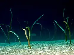 Gorgasia barnesi