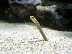 Gorgasia preclara (une «&nbsp;anguille jardinière&nbsp;»)