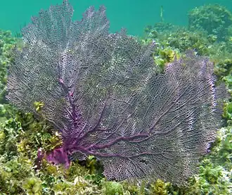Gorgonia ventalina, une Malacalcyonacea (ex-Alcyonacea)