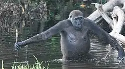 Photo d'un gorille marchant dans un étang jusqu'à la taille, tenant un bâton