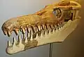 Mandibule reconstitué et reste complet du crâne de Goronyosaurus.