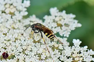 Description de l'image Gorytes laticinctus.JPG.