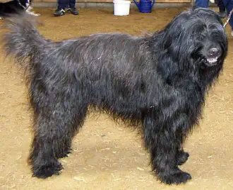 chien d'arrêt catalan adulte.