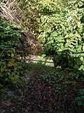 Le Gouhouron à sec et envahi par la renouée du Japon.