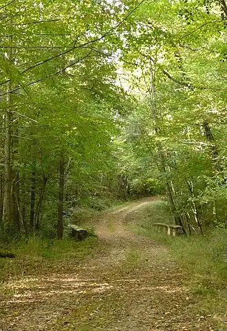 Image illustrative de l’article Forêt domaniale de Grésigne
