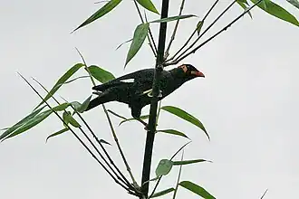 Gracula religiosa