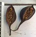 Fruits de Brachychiton populneus mûrs, prêts à disperser leurs graines.
