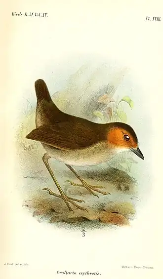 Description de l'image GrallariaErythrotisSmit.jpg.