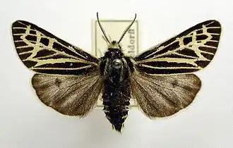 Écaille de Quensel(Apantesis quenseli)