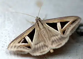 Description de l'image Grammodes geometrica.jpg.