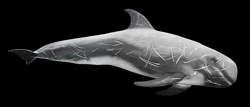 Dauphin de Risso