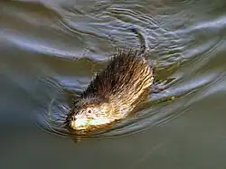 Le rat musqué.