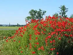 Le tertre aux coquelicots.