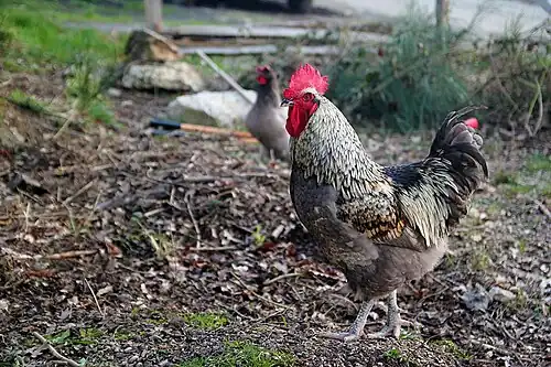 Grand coq Limousin
