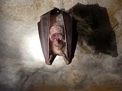 Grand Rhinolophe