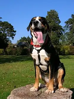 Un grand bouvier suisse.