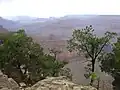 Arbres surplombant le Grand Canyon.