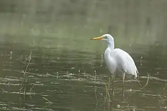 Grande aigrette