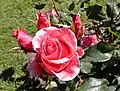 Grandiflora 'Montezuma', Swim 1955.
