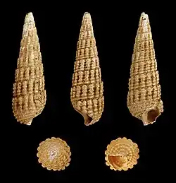 Granulolabium plicatum var. papillatum.