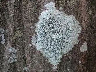 Le Graphis scripta&nbsp;(en) vit préférentiellement sur les feuillus à écorce lisse, principalement dans la partie inférieure du tronc, en milieu forestier plus ou moins ombragé.