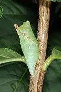 Chrysalide