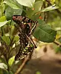Accouplement