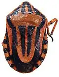 Graphosoma inexpectatum.