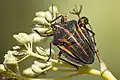 Graphosoma interruptum.
