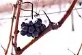 Grappillon de Pinot noir arrivé à maturité en hiver au lieu de l'automne