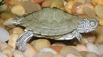Description de l'image Graptemys caglei hatchling.jpg.
