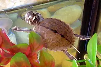 Description de l'image Graptemys_ouachitensis_hatchling.jpg.