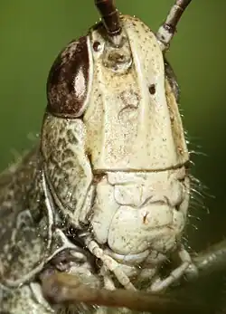 Broyeur
