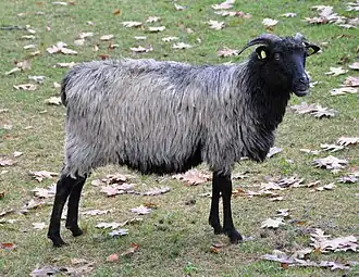 Jaglu de la Lande de Lunebourg.