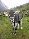 Génisse tiroler grauvieh à l'alpage.