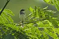 Prinia de Hodgson