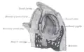 Coupe verticale de la mandibule d'un fœtus humain précoce (X25).